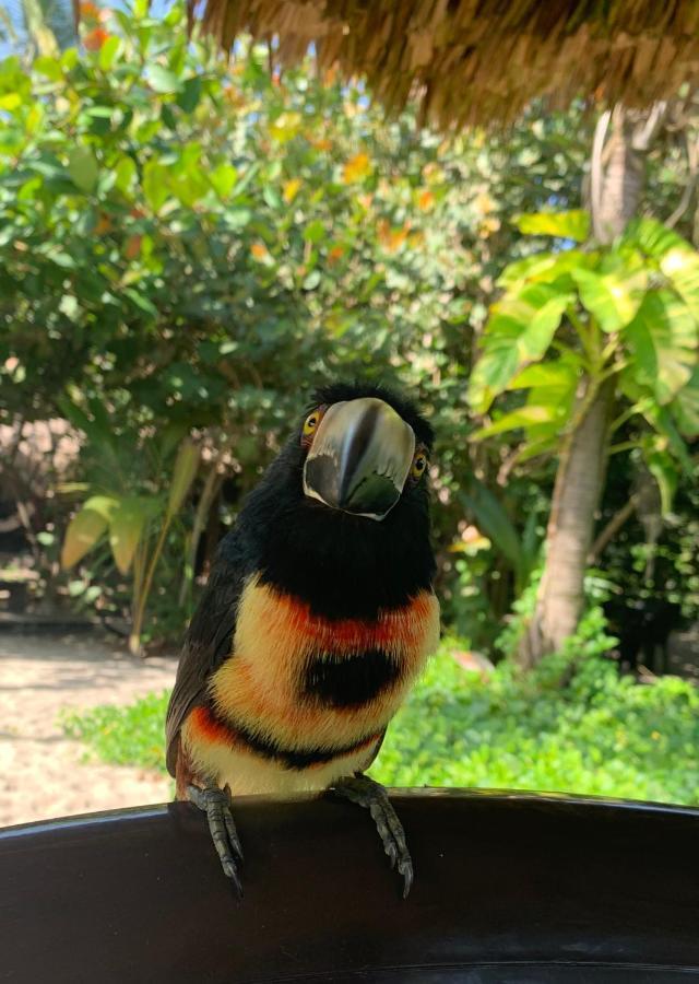 Bohemia Beach Tayrona Guachaca Exteriör bild